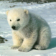 Polar bears Live Wallpaper