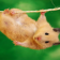 Hamster Pet HD Wallpaper