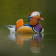 Look at This Duck Live WP