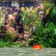 Aquarium 3D Pro Live Wallpaper