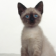 Siamese Kitten Live Wallpaper