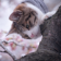 Branch with cat pet Wallpaper