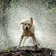Cool Wet Dog at rain HD LWP
