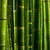 Bamboo Live Wallpaper