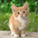 1047 Cats Wallpapers