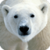 Beautiful Polar Bear Live Wallpaper HD