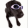 Doggy in Sunglasses Live Wallpapers