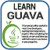 Learn Guava v2