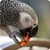 Parrot like Mandarin LiveWP