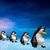 Penguins Live Wallpaper