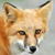 Red Fox Live Wallpaper
