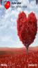 Red Love Tree