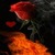 Rose In Fire LWP